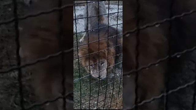 Принц Гирей #Тайган смотреть онлайн