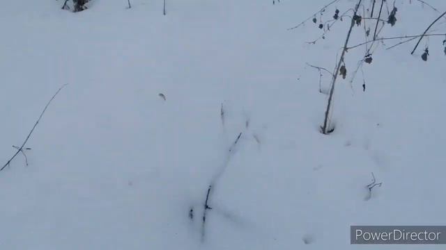 Поход к платине бобров 2 смотреть онлайн