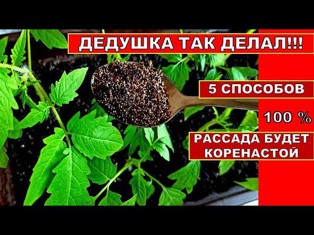 РАССАДА БОЛЬШЕ НЕ ВЫТЯГИВАЕТСЯ! ДЕДУШКА ТАК ДЕЛАЛ! 5 СПОСОБОВ ВЫРАСТИТЬ РАССАДУ ТОМАТОВ КОРЕНАСТОЙ