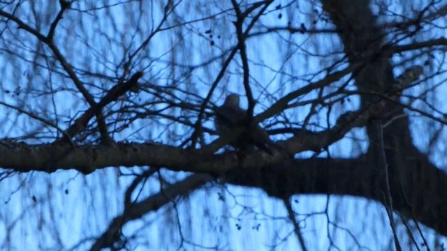 Дрозд деряба смотреть онлайн