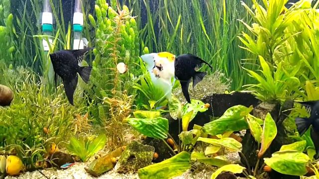 После подмены воды смотреть онлайн