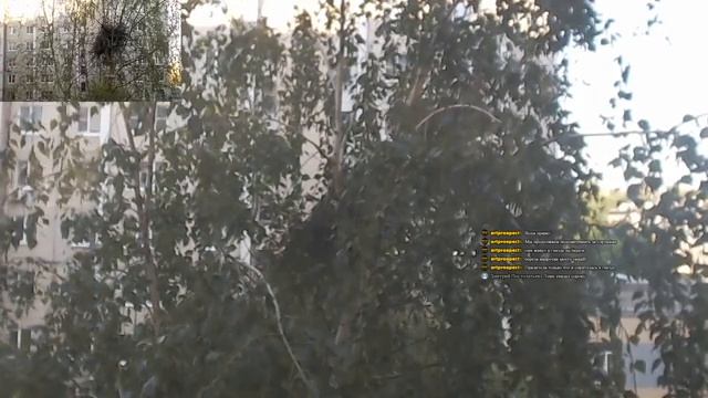 Эксперимент по Наблюдению за гнездом  04.06.20г.