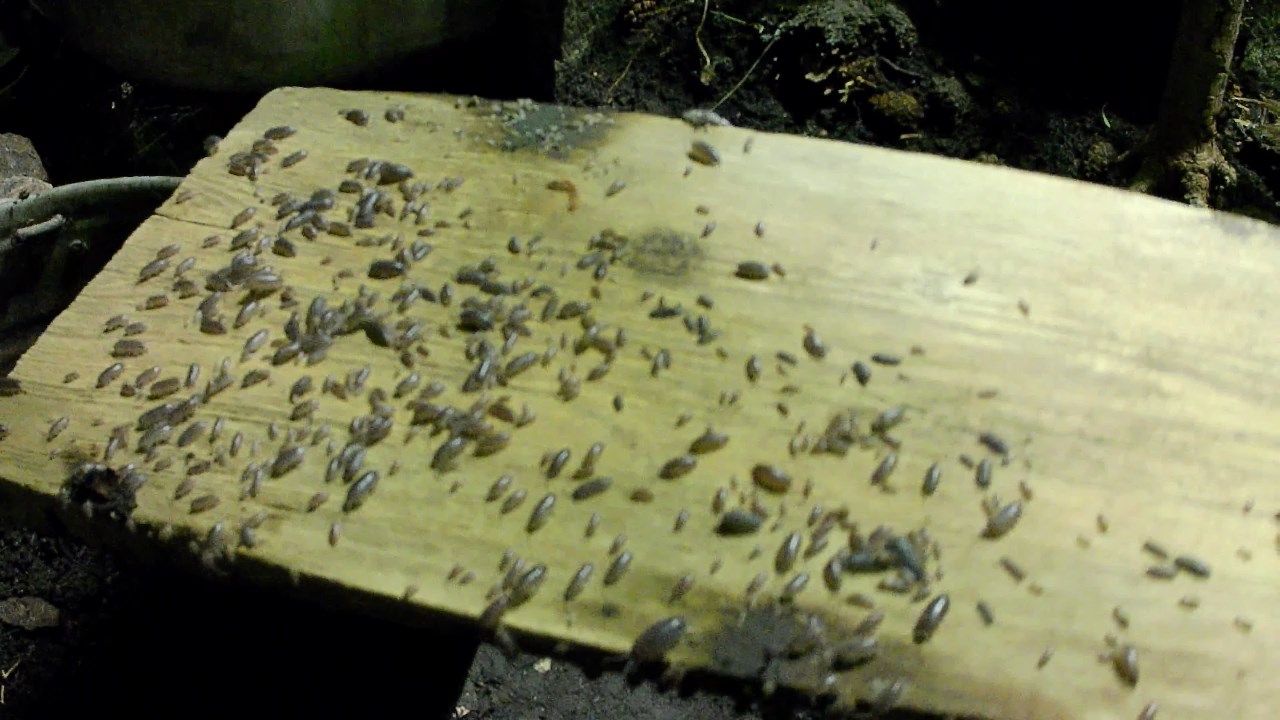 Выращивание жуков на корм домашней птице. Жуки пилюли на корм фазанам. Натуральный, живой корм птице смотреть онлайн