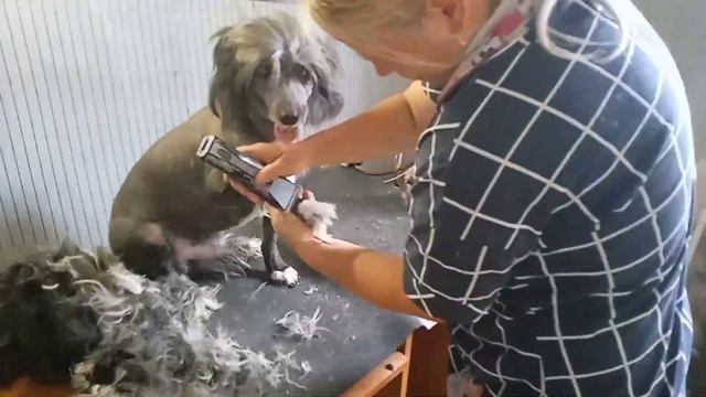 Стрижка метиса Кузи. Груминг. Просто очаровашка, а не пес смотреть онлайн