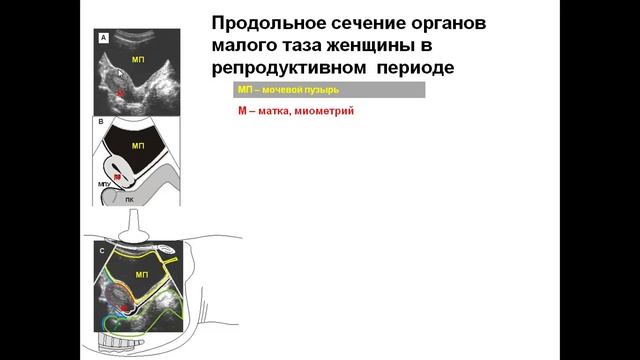 Введение в ультразвуковую анатомию лекция pptx смотреть онлайн