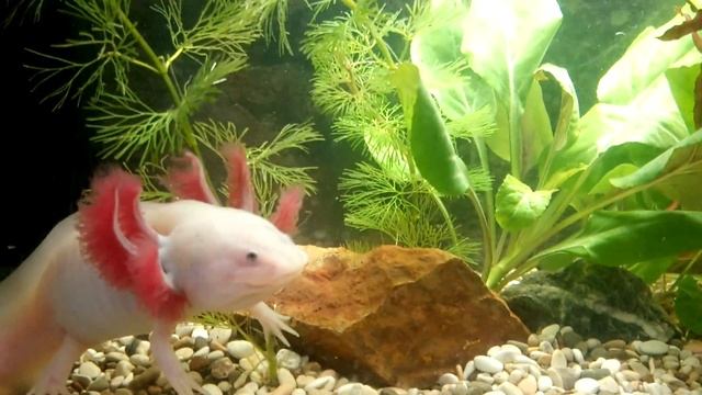 Аксолотль любит мотыль, а не рыбу смотреть онлайн