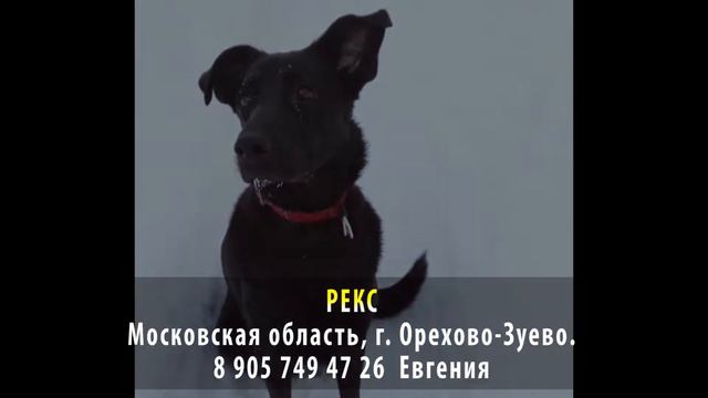 Пропала собака! Рекс. Московская область, г. Орехово-Зуево смотреть онлайн
