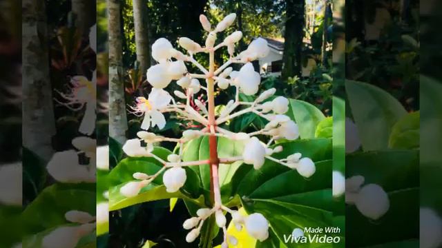 Best Flower Nursery(Jayamal Flora - ජයමල් ෆ්ලෝරා) смотреть онлайн