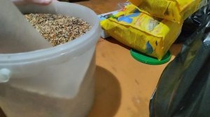 Чем кормить амадин?