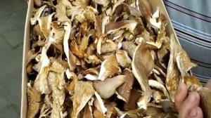 Рассказ о сушеных вешенках (Dried oyster mushrooms)