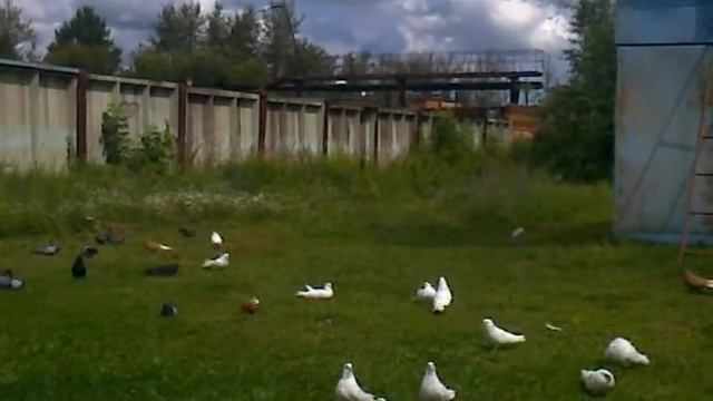 Видео Николаевские в Ступино. смотреть онлайн