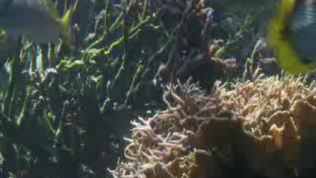 Живые пейзажи. Подводный мир Гавайи смотреть онлайн