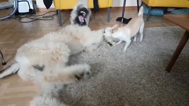 Chihuahua owns afghan hound in playfight смотреть онлайн