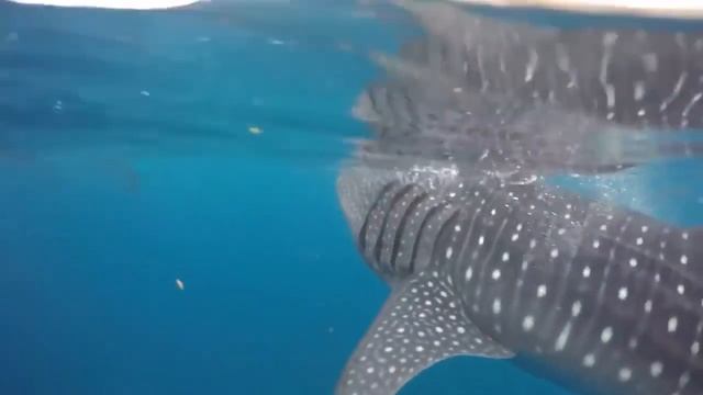 Отпустить ситуацию - Вадим Зеланд