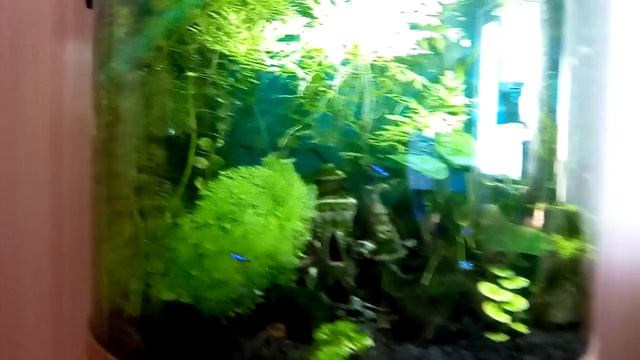 домашний аквариум (home aquarium) смотреть онлайн