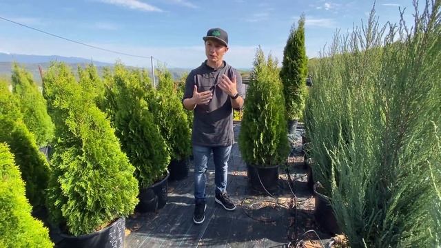 Растения для Рокария смотреть онлайн