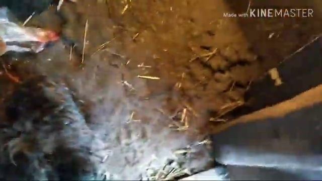 Супер КоРМ для КУРЕЙ НеСУШЕК В ЗИМНей Период. смотреть онлайн