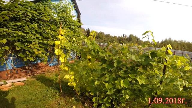 Мой виноград. Леон Мийо. смотреть онлайн