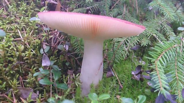 Шёл по лесу и вдруг увидел дерево. Вобщем грибочки. смотреть онлайн