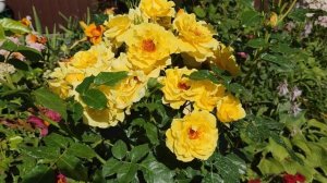 Непрерывноцветущая роза  Лихткониген Лючия