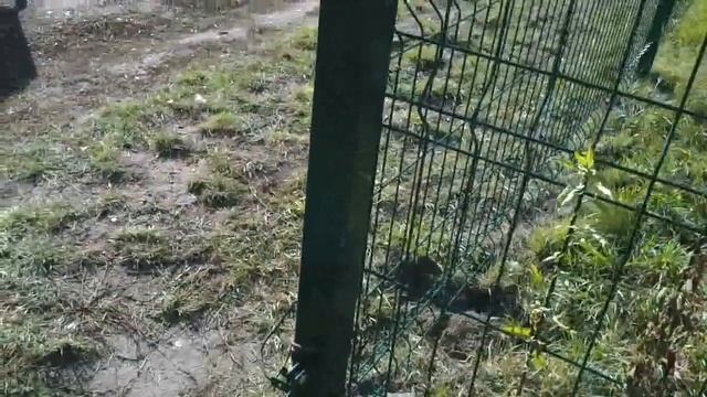 Калитка с пружинными навесами. смотреть онлайн