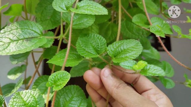 Creeping Charlie- പരിചരണം / How To Grow Bushy?