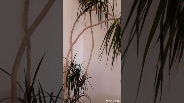 Dragon tree in a pot # Age 22 yrs 💙💚💛 смотреть онлайн
