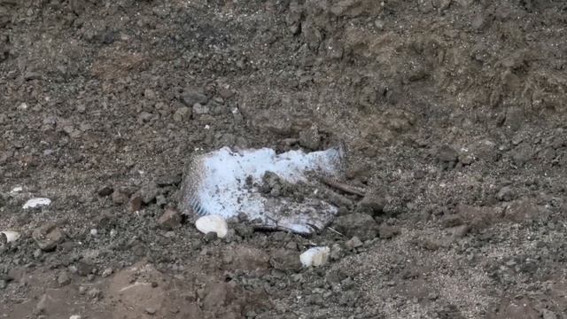 В КАМЫШЕВАТСКОЙ ? У СЕРЕЖИНЫХ РОДИТЕЛЕЙ ? ? ЛОТО ? смотреть онлайн