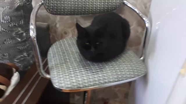 Камышовый кот дома