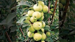 Колоновидная яблоня Президент # СОРТ ЯБЛОК ПРЕЗИДЕНТ - БУДЕТ РАДОВАТЬ ВСЕГДА