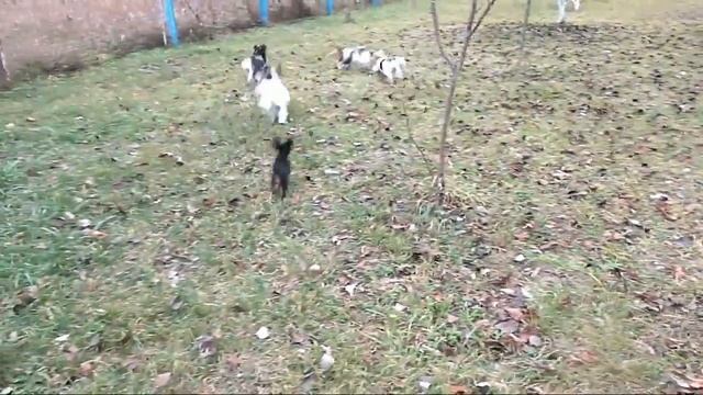 Русский той-терьер, щенок на прогулке! В продаже! смотреть онлайн