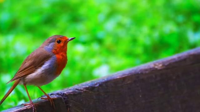 2 Hours of Bird Sounds: Bird Song, Bird Calls, Birds Singing, Nature Sounds for Relaxing смотреть онлайн