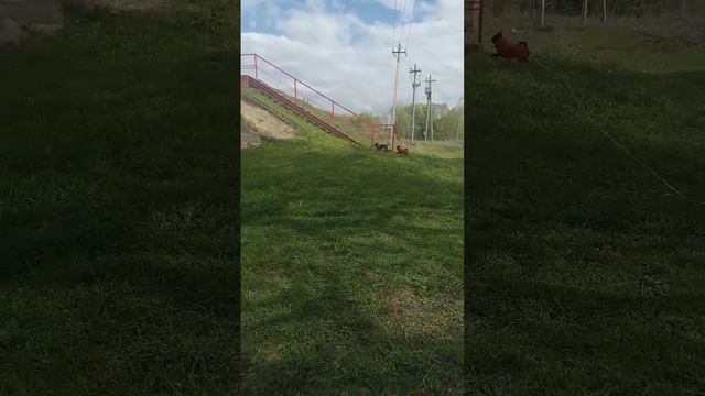 Принц и Эсма #dog #esma #patterdale #patterdaleterrier #чихуахуа смотреть онлайн