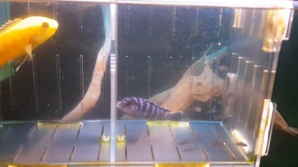 Новорождённые мальки Цихлиды Демассони. Как Pseudotropheus Demasoni выпустила мальков изо рта.