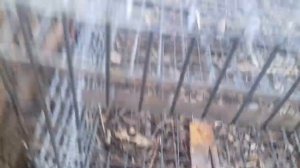 Живоловушка, самая простая и эфективная насторожка.