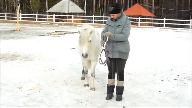 Наглый жеребец пони. Периодически пытается съесть человека. смотреть онлайн