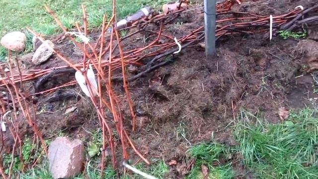 ??Хранение черенков винограда. Заготовка черенков винограда. Виноград Беларуси. смотреть онлайн