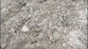 Посадка клёна и рябины. Итог осенних работ.