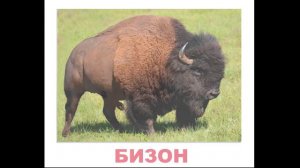 Карточки Домана Дикие животные часть 3