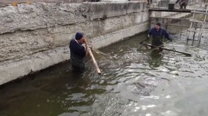 Разведение осетровых. Поднимаем маточное стадо осетра с пруда.