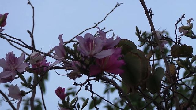 Zoom test 21x Samsung Galaxy Camera EK-GC100 - Samsung Galaxy Camera EK-GC100 اختبار زووم كاميرا смотреть онлайн