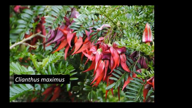 "Living on the Edge—Plants That Are Almost Hardy" смотреть онлайн