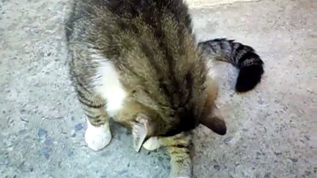 Nothing doing cat смотреть онлайн