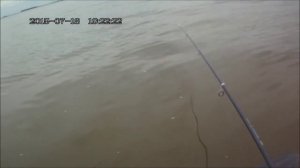 на финский залив за чехонью