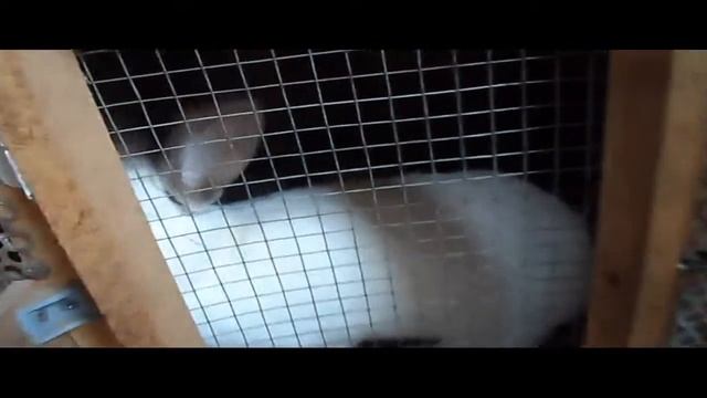 Маё подсобное хозяйство. смотреть онлайн