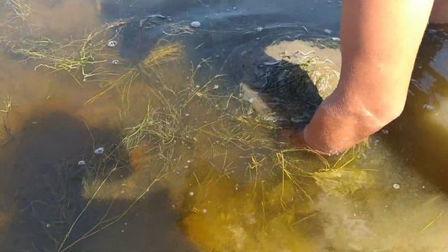 Где копать морской червь нереис смотреть онлайн