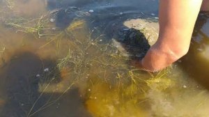 Где копать морской червь нереис