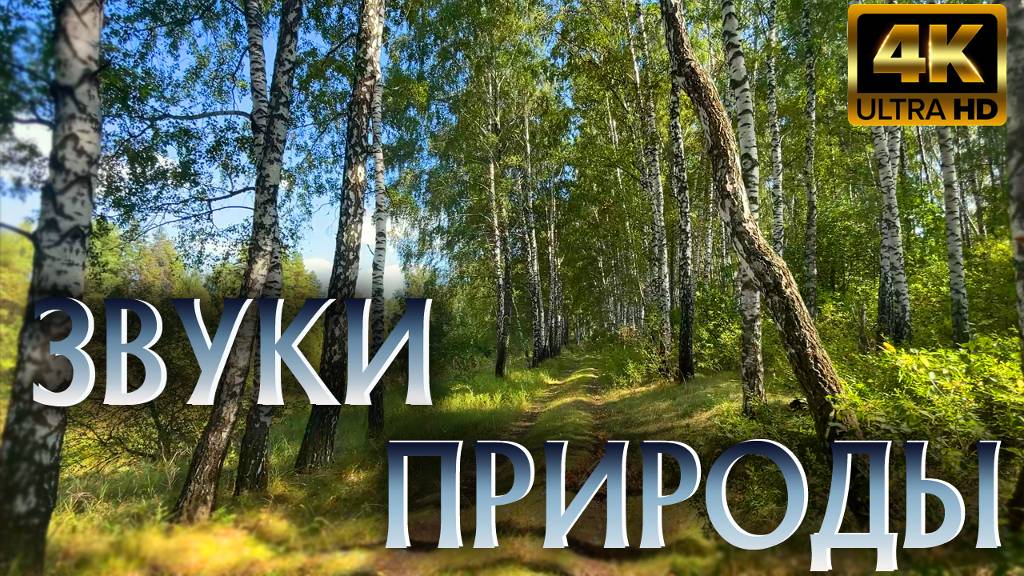 Звуки природы. Прогулка по уголку первозданной природы в 4K. Урочище Сурки. смотреть онлайн