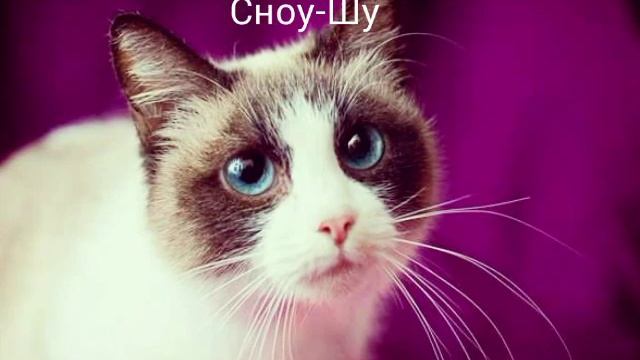 Топ 10 самых красивых пород кошек смотреть онлайн