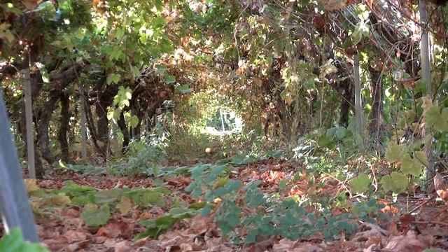 Tabuk Province смотреть онлайн